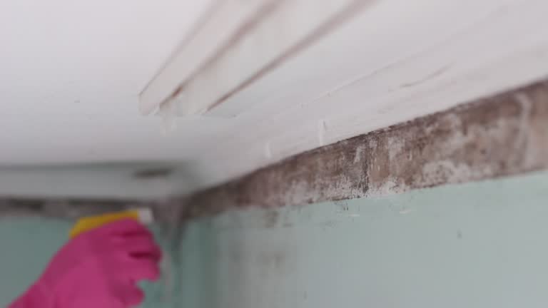 Smith Valley, NV Mold Removal Company