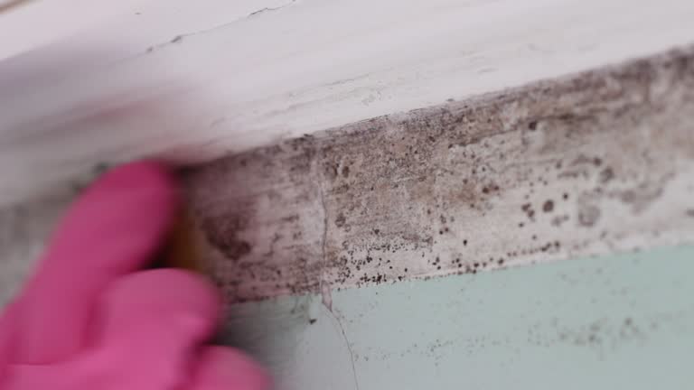 Best Industrial Mold Remediation  in Smith Valley, NV